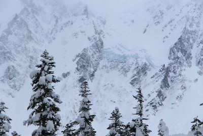 Trees on snow covered mountain