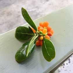 Close-up of vegetables on table