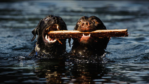 Black dogs holding wood in lake