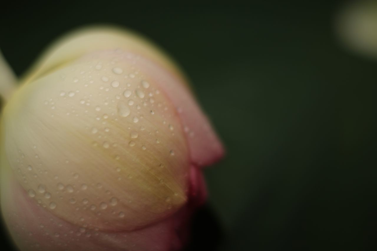 freshness, drop, flower, close-up, water, petal, fragility, flower head, beauty in nature, nature, selective focus, focus on foreground, dew, macro, growth, droplet, pink color, no people, outdoors, detail, black background, part of, extreme close-up, softness