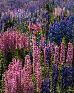 Purple flowering plants on field