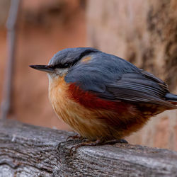 Close-up of bird perching on wood