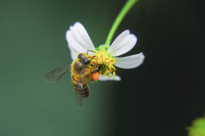 Close-up of bee pollinating on flower