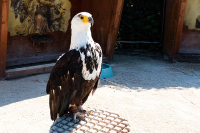 Close-up of a bird