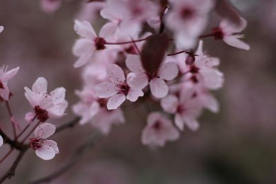 Close-up of apple blossoms in spring