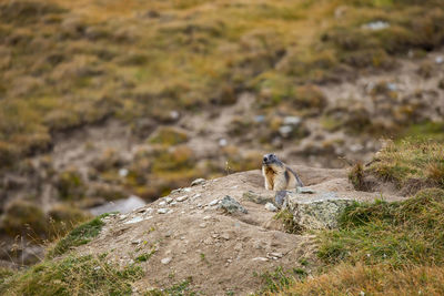 Bird on rock