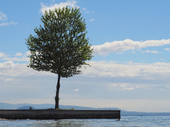 Tree by sea against sky