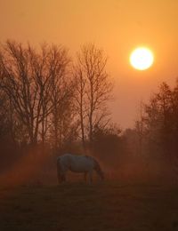 Horses on field at sunset