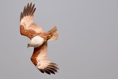 Low angle view of eagle flying against clear sky