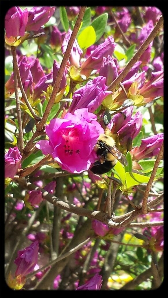 flower, freshness, fragility, growth, pink color, beauty in nature, petal, nature, flower head, close-up, focus on foreground, blooming, blossom, purple, stem, bud, plant, in bloom, selective focus, branch