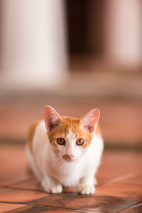 Portrait of cat sitting on floor