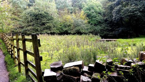 Plants growing on field