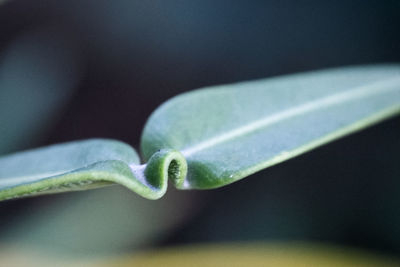 Close-up of green leaf