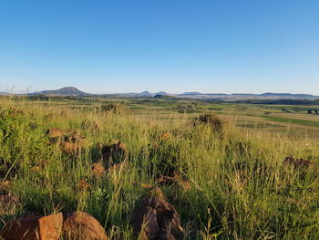 Scenic view of field against clear blue sky