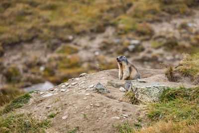 Side view of lizard on rock