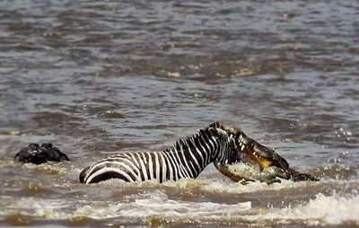 Zebras in a river