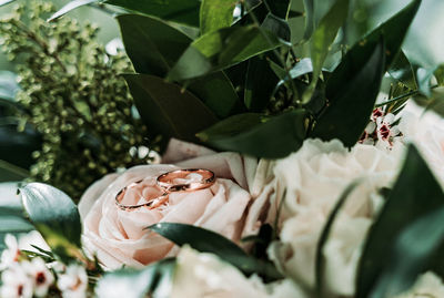 Close-up of rose plant