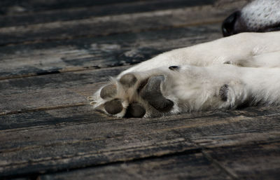 Cropped image of dog lying on wooden floor