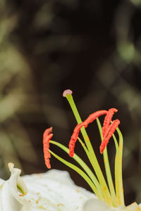 Close-up of flower against blurred background