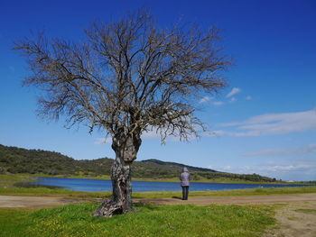 Bare tree on landscape against blue sky