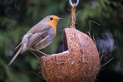 Close-up of bird perching on a plant