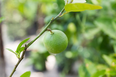 Close-up of fruit growing on tree