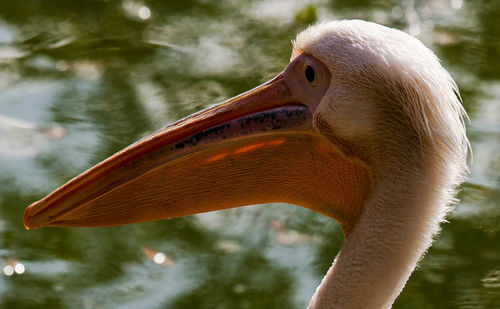 Close-up of bird