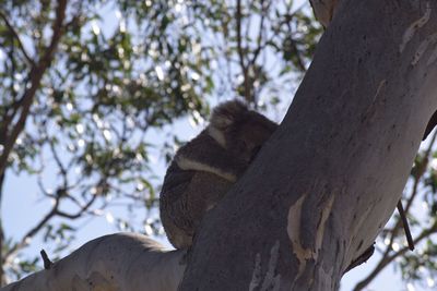 Low angle view of lizard on tree against sky