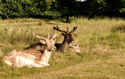 Richmond park