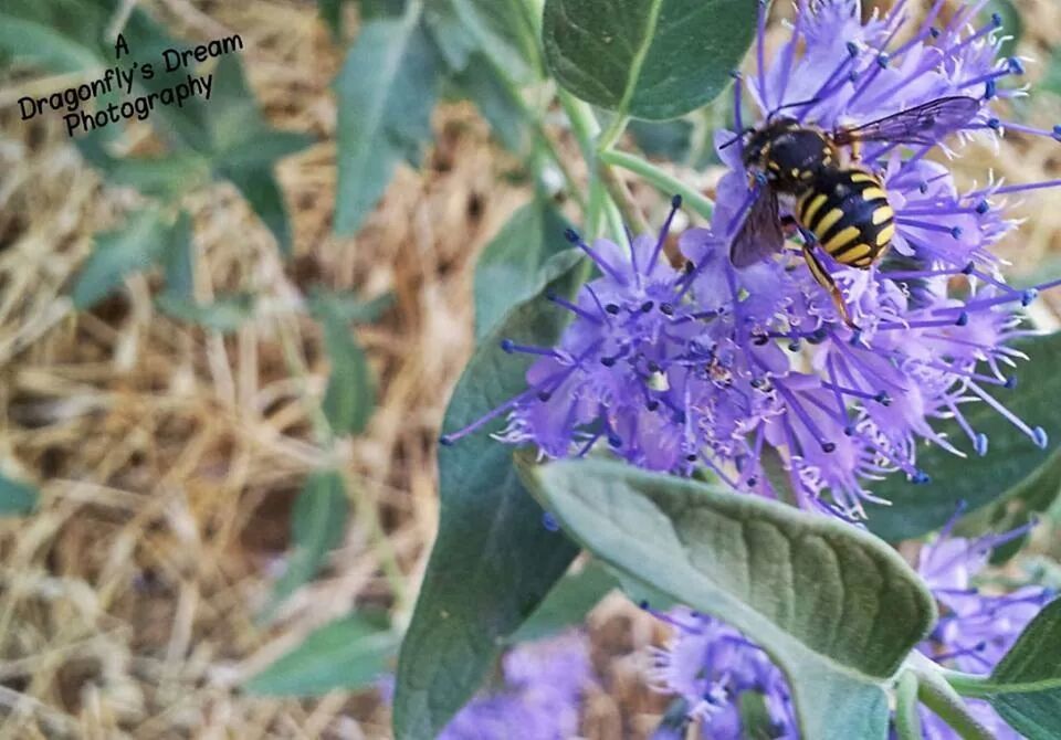 Butterfly bush