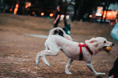 Dog looking away