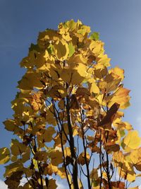 Low angle view of yellow flowering plant against sky
