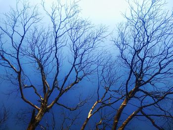 Low angle view of bare trees against clear sky