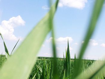 Low angle view of grass against sky