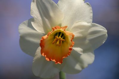 Close-up of white rose flower