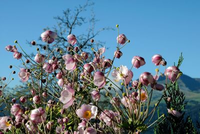 Low angle view of fresh flower tree against sky