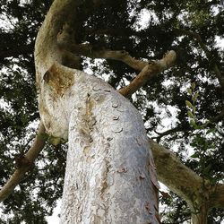 Low angle view of tree trunk