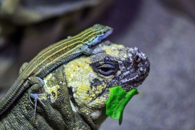 Close-up of lizard