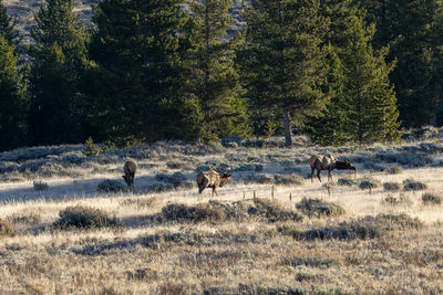 A male elk and a few of the females in his harem in rutting season in yellowstone national park