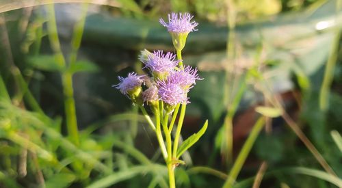 Close-up of purple flowering plant on field