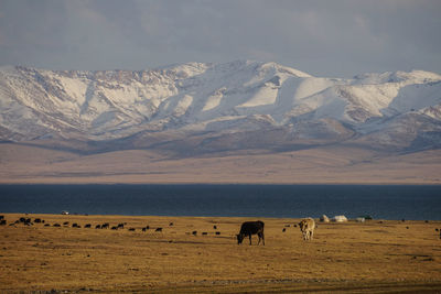 Horses grazing in a field