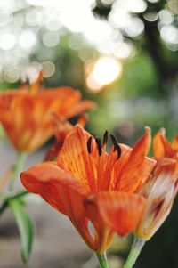 Close-up of orange flowering plant