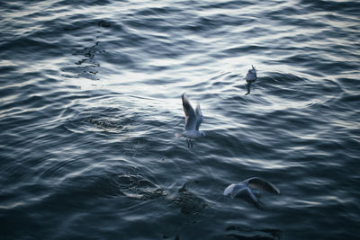 Bird swimming in sea