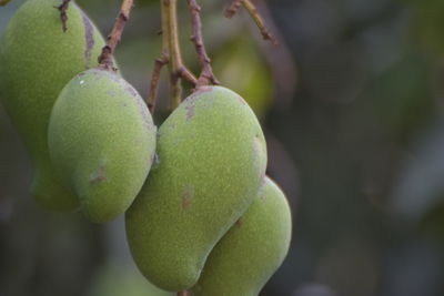 Close-up of fruits growing on tree