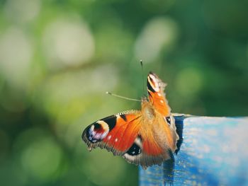 Close-up of butterfly perching on leaf