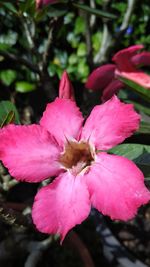 Close-up of pink hibiscus blooming outdoors