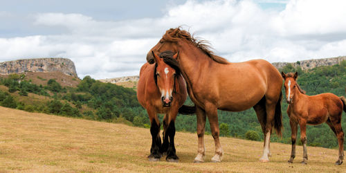 Horses standing in ranch