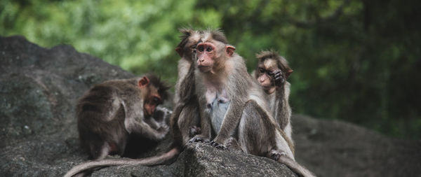 Close-up of monkey