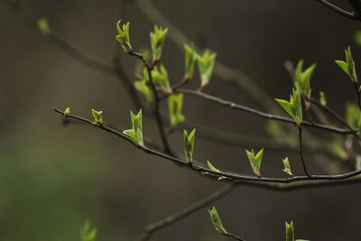 Close-up of plant leaves