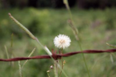 Close-up of flower against blurred background